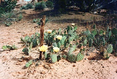 1997 - USA 095 (Arches National Park, UT)
